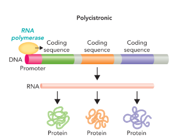 <p>a gene that contain a promoter region followed by multiple coding regions which results in a single mRNA but multiple proteins (one from each coding regions) </p>