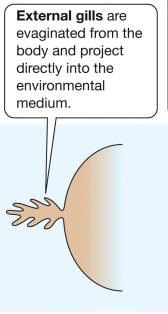 <ul><li><p>Project into the environment for direct interaction with the medium (usually water), offering large surface area but are vulnerable to damage and desiccation in air.</p><ul><li><p>Example: Land crabs utilize external gills kept moist for gas exchange with air, demonstrating a terrestrial adaptation of gills.</p></li></ul></li></ul><p></p>
