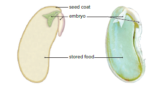 Seed anatomy.