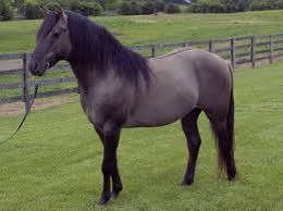 <p>What is this horse breed?</p>