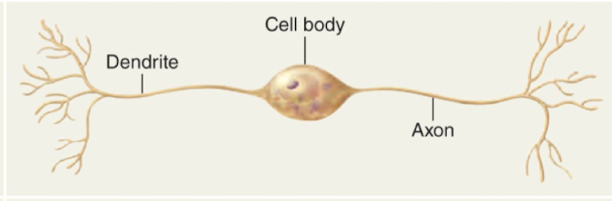 <ul><li><p>two nerve cell processes extend directly from the cell body: one dendrite and one axon</p></li><li><p>only in special senses:<strong> eyes, ears, nose</strong></p></li></ul><p></p>