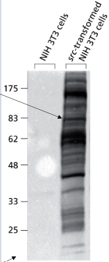 <p>detect specific proteins using specific antibodies</p>