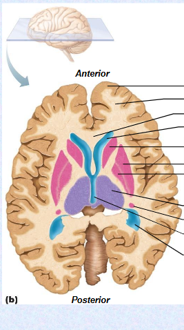 <p>Basal nuclei contain the _____  ______, _____, and _____  _____.&nbsp;</p>