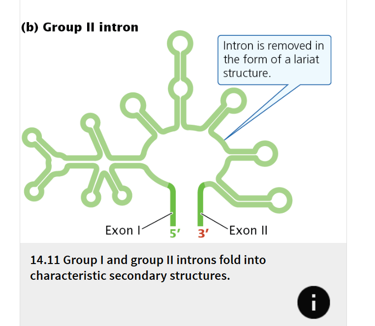<ul><li><p> present in genes of bacteria, archaea, and eukaryotic organelles, also have the ability to self-splice. </p></li><li><p>All group II introns also fold into secondary structures </p></li><li><p>The splicing of group II introns is accomplished by a mechanism that has some similarities to the spliceosome-mediated splicing of nuclear pre-mRNA introns, and splicing generates a lariat structure. </p><ul><li><p>Because of these similarities, group II introns and nuclear pre-mRNA introns are thought to be evolutionarily related: nuclear introns probably evolved from self-splicing group II introns and later adopted the proteins and snRNAs of the spliceosome to carry out the splicing reaction.</p></li></ul></li></ul><p></p>