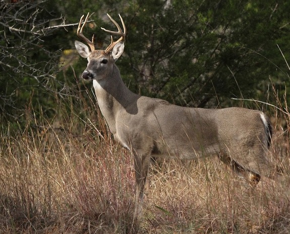 <p>zařaď živočicha do systému</p><p>Třída - řád - čeleď - druh čeština (latina)</p>
