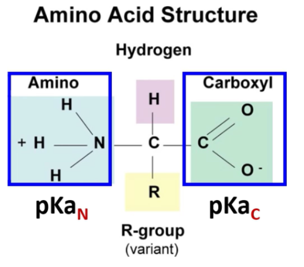 <p><span><strong>pI = (pKa<sub>C</sub> + pKa<sub>N</sub> )/2</strong></span></p>