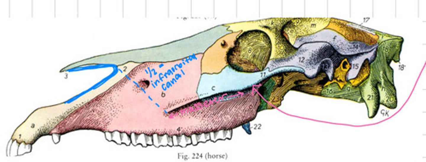 <p>What is the pink arrow pointing to?</p>