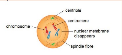 <p>Nuclear membrane and nucleolus disappear Chromatin network shortens and thickens to form individual chromosomes Centrioles separate and move to opposite poles of cell, spindle fibre forms between them</p>