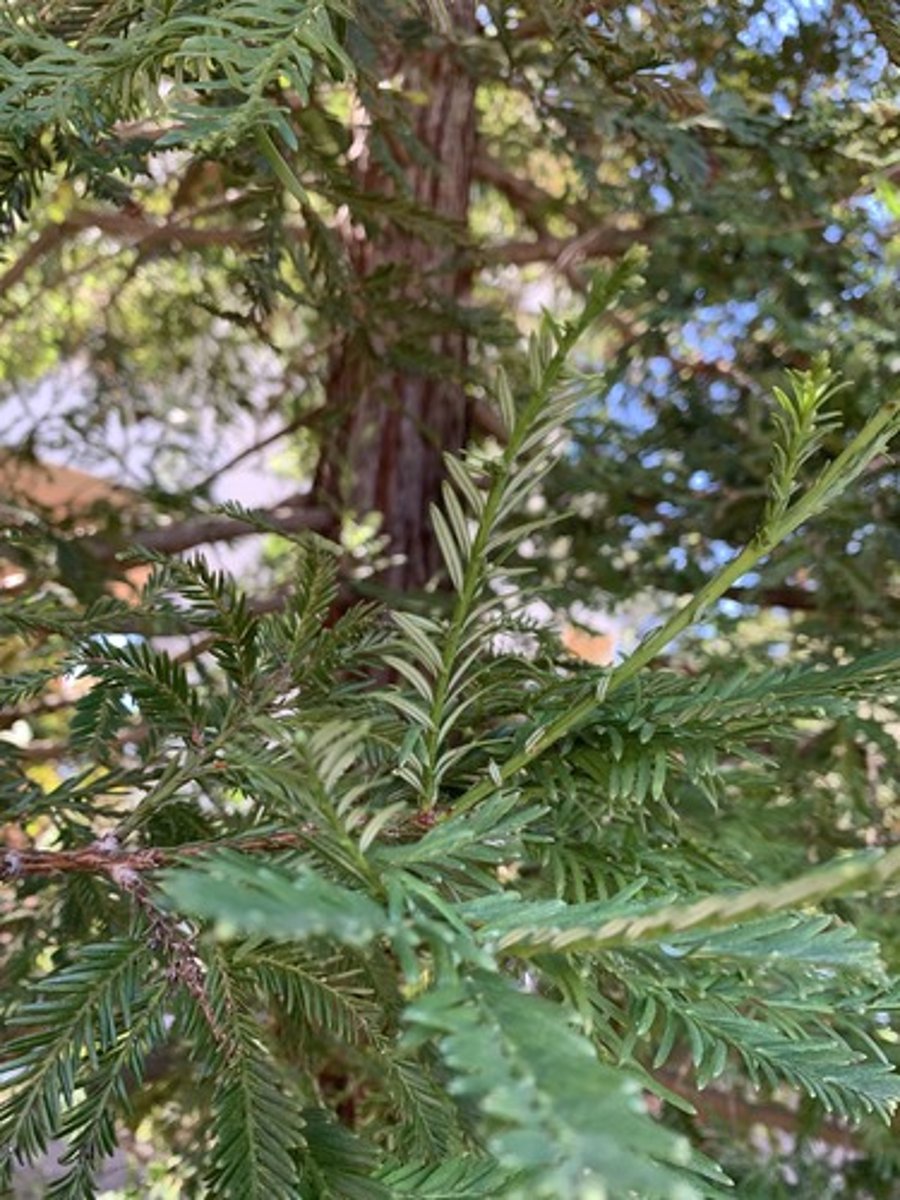 <p>Flat plasticky needles, up to 1" long and short immature needles. Two tone look with new growth, light green/dark green. Trunk: straight fibrous red texture, Dark denser tree, dual white stripes</p>