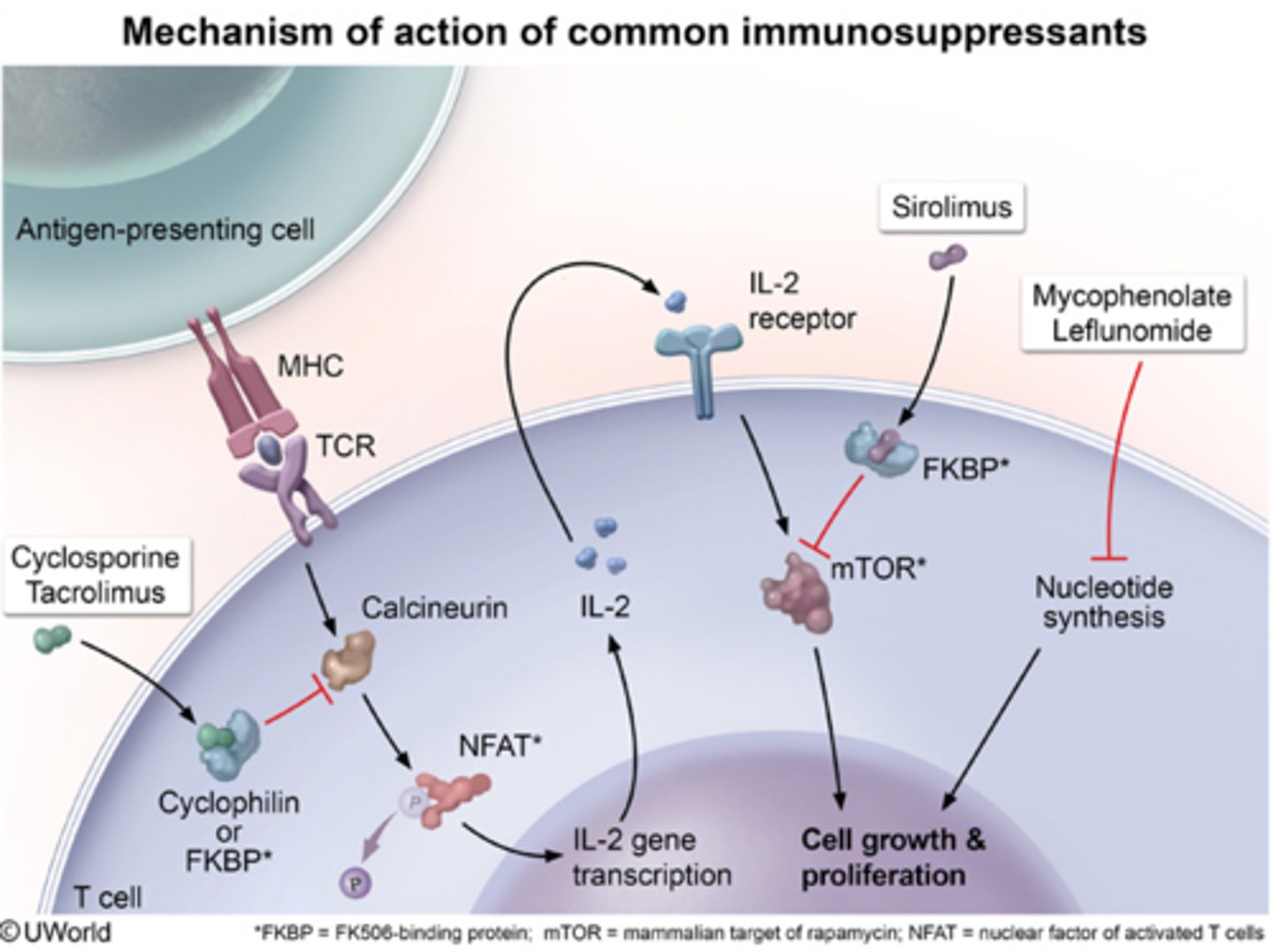 <p>T-cell recognition of non-self MHC molecules.T cells identify the donor's MHC proteins as foreign "antigens" and mount a cellular attack.</p>