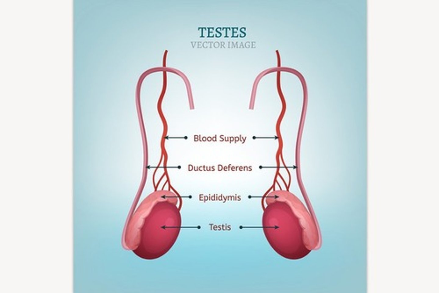 <p>The ______ are the organs in the male body that produce sperm.</p>