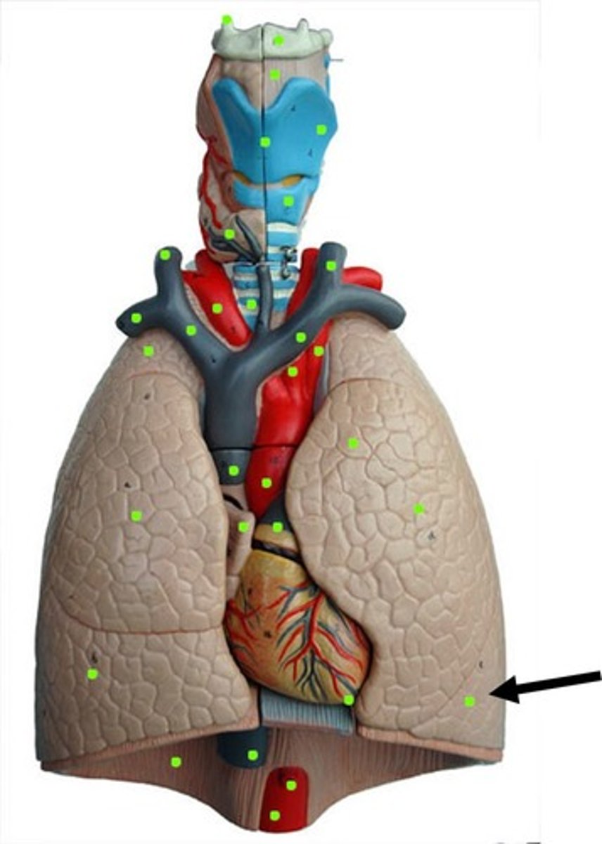 <p>Name the structure</p>
