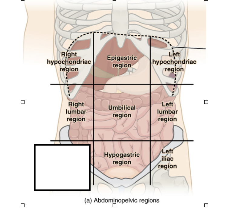 <p>What is this region called?</p>