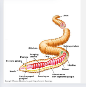 <p>gut portion</p><p>paired METAnephridium</p><p>ventral nerve cord</p><p>dorsal nerve cord</p><p>ventral vessle</p><p>dorsal vessel</p>