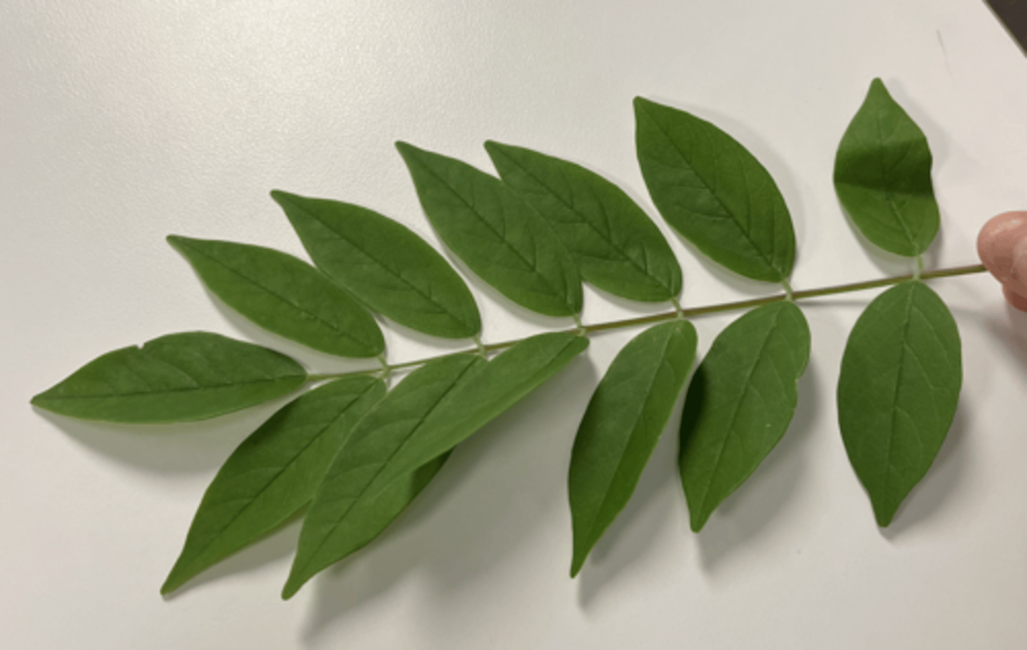 <p>entire margin, smaller leaf, pinnately compound</p>