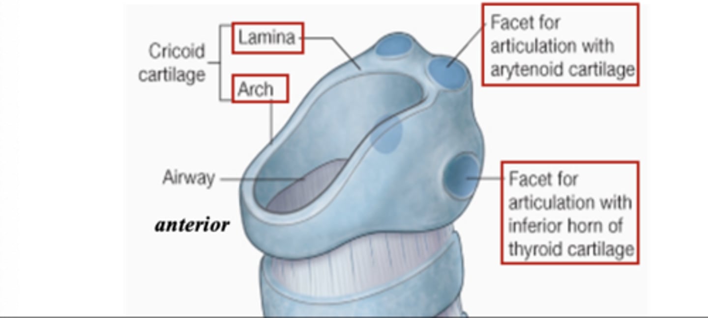 <p>broad lamina, narrow arch</p>
