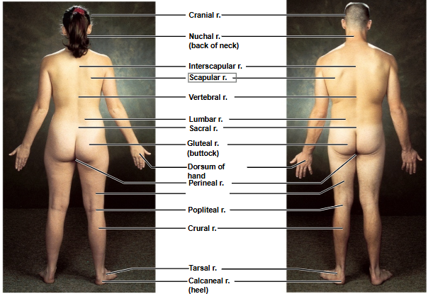 <p>Based on this posterior view, what is this region?</p>