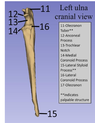 <p>Trochlear notch</p>