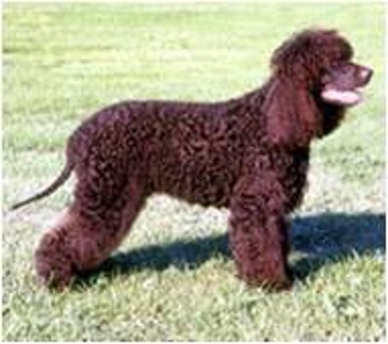 <p>Tallest spaniel. Rat tail with small curls. Smooth face. Curly coat. Liver color.</p>