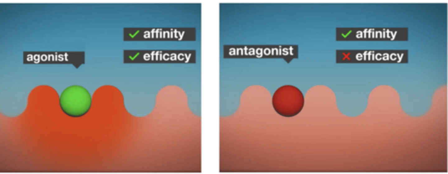 <p>the ability of an agonist/antagonist to bind to a receptor</p><p>- how well a drug and receptor recognize each other </p>