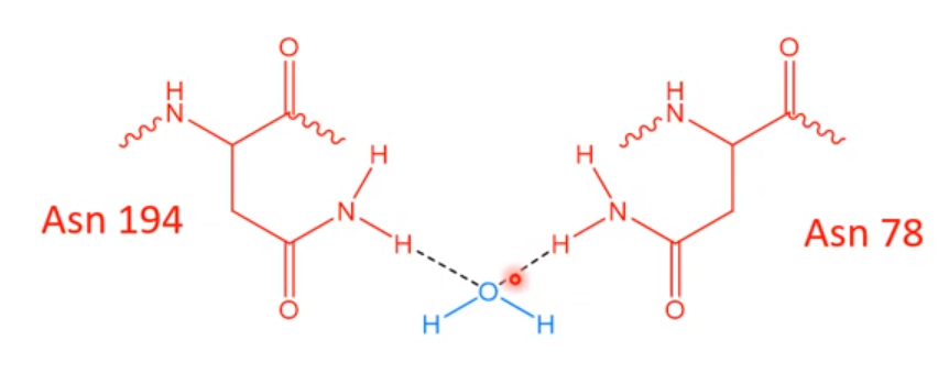 <ul><li><p>Two Asn molecules in the central opening can form 2 hydrogen bonds with water molecules</p></li><li><p>Hydronium ions cannot pass through because they can only form 1 hydrogen bond</p></li></ul>