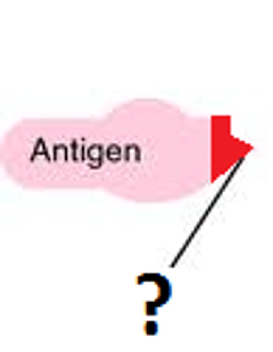 <p>site on antigen where antibody binds. can be multiple per antigen</p>