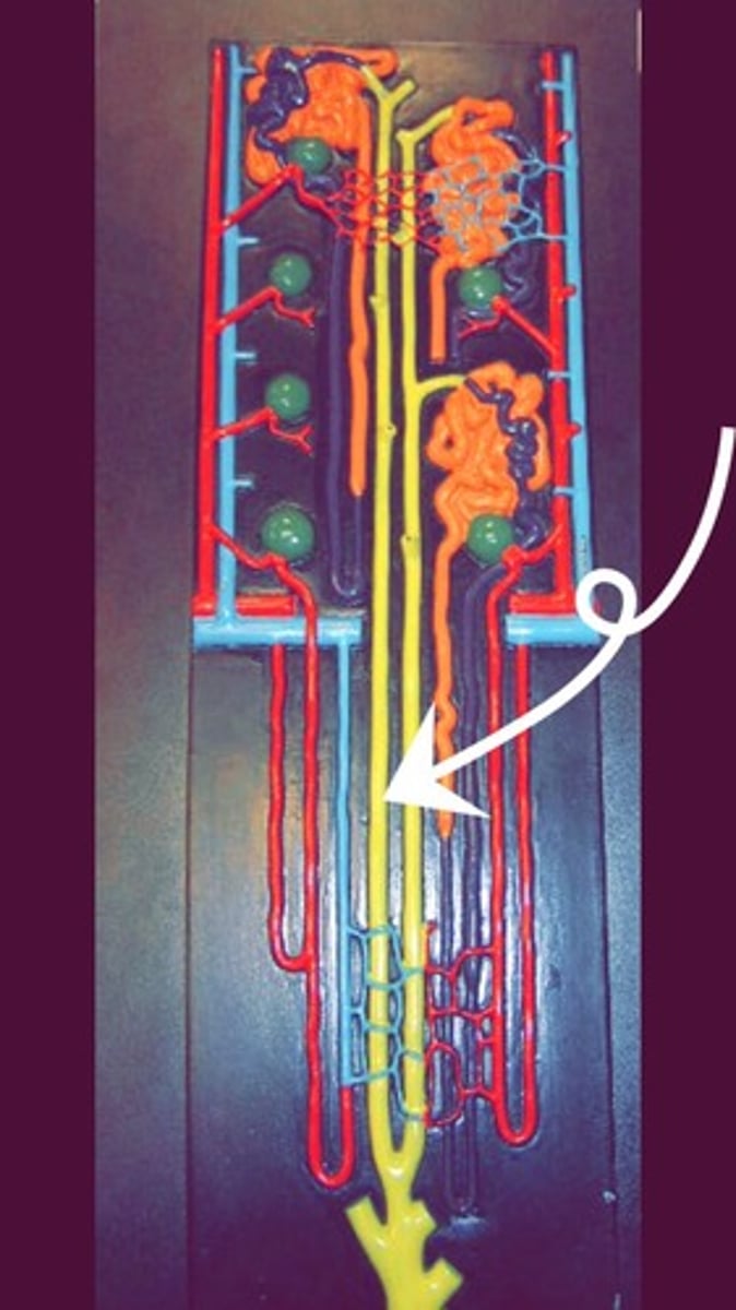 <p>tubes in the kidney that collect urine from multiple nephrons and drain it into the renal pelvis</p>