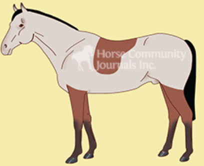 <ul><li><p><span style="background-color: transparent;"><span>Leave the hair for the saddle to not rub</span></span></p></li><li><p><span style="background-color: transparent;"><span>the entire body is clipped, leaving hair only on the legs and a patch the shape of the saddle in the saddle area</span></span></p></li><li><p><span style="background-color: transparent;"><span>good for horses in medium to hard work</span></span></p></li></ul><p></p>