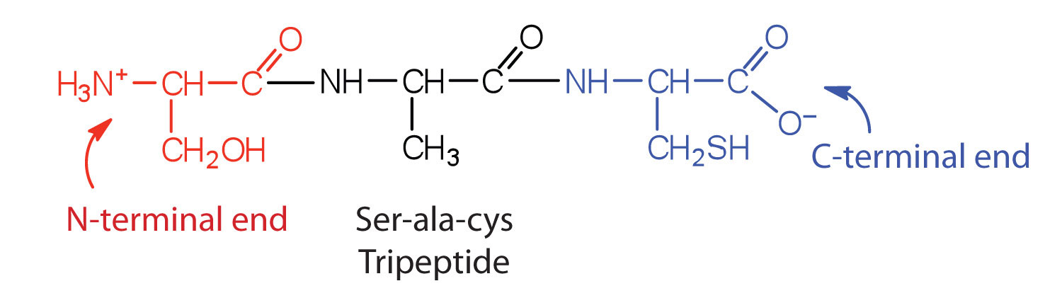 N- och C-terminal i protein
