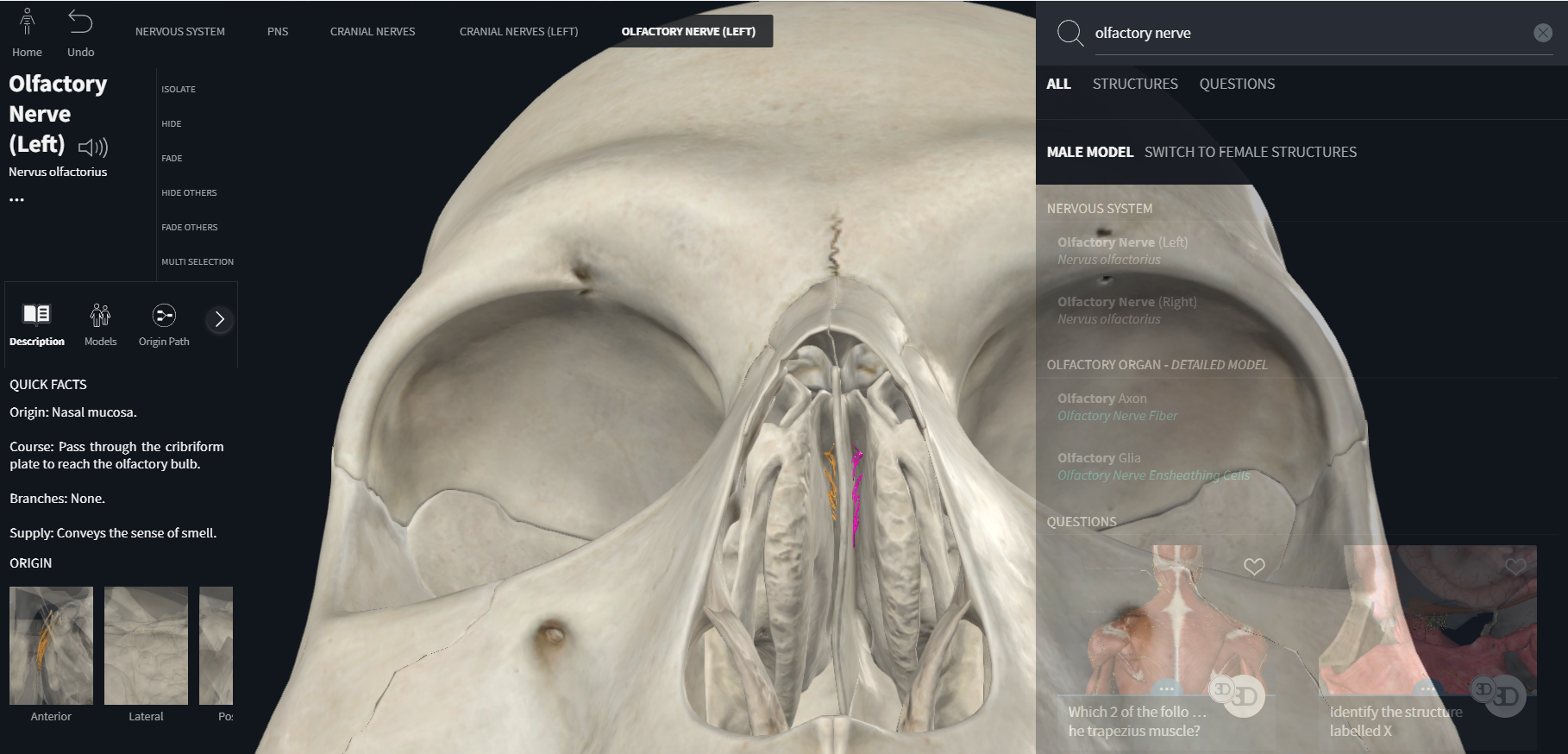 <p>olfactory (cranial nerve I)&nbsp;</p><p>part of central nervous system from which nerve enters or emerges</p><p>general function types of fibers</p><p>general distribution</p>