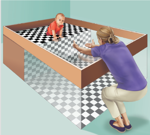 <p>test of depth perception;</p><p><span style="font-family: SourceSerifPro">a model of a cliff with a “drop-off ” area that was actually covered by sturdy glass. They placed 6- to 14- month-old infants on the edge of the “cliff” and had one of the parents coax the infants to lean over the glass or crawl out onto it Most infants refused to do so, indicating that they could perceive depth.</span></p>