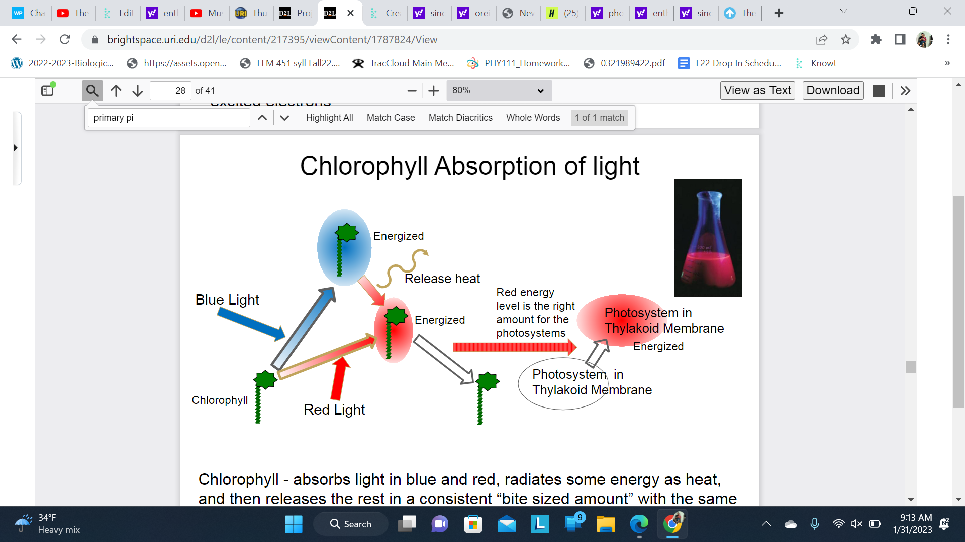 Chlorophyll - absorbs light in blue and red, radiates some energy as heat, and then releases the rest in a consistent “bite sized amount” with the same energy level as in red feeding the energy into photosynthetic reactions 

If uncoupled chlorophyll will fluoresce red when exposed to blue or red light

\
Absorbs blue= has to much energy; has to release

\
Absorbs red= get bite sized energy

\
