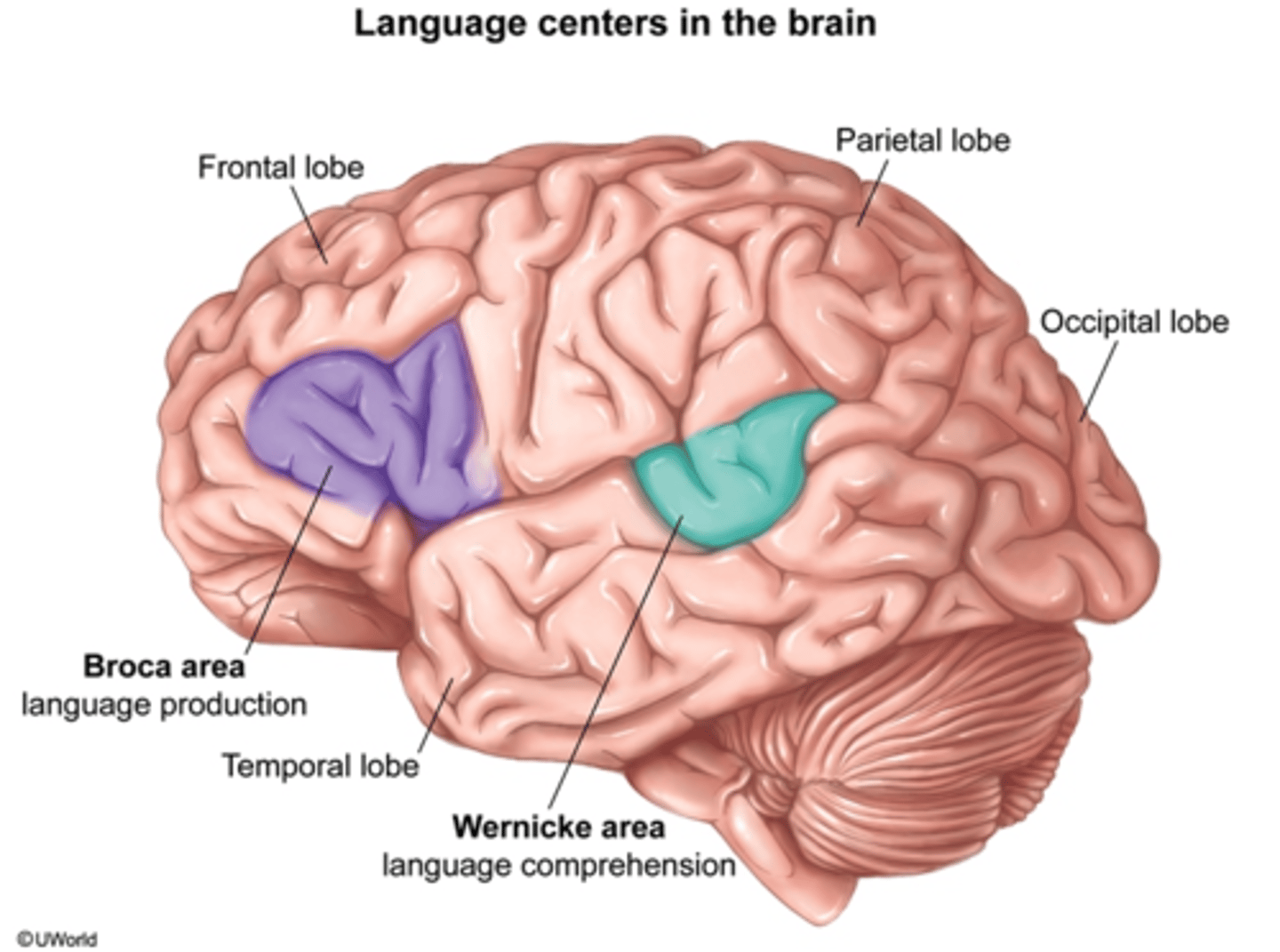 <p><strong>B. increase of glucose-labeled tracers in Broca's area</strong></p><p>speech center (spoken and written)</p><p></p><p>Wernicke's is language comprehension</p><p></p><p>ex. if Brock's Broca area is damaged, he can understand but can't speak</p><p></p><p></p>