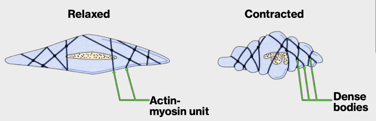 <p>slow prolonged contraction</p><p>contraction shortens the cells in more than one direction</p>