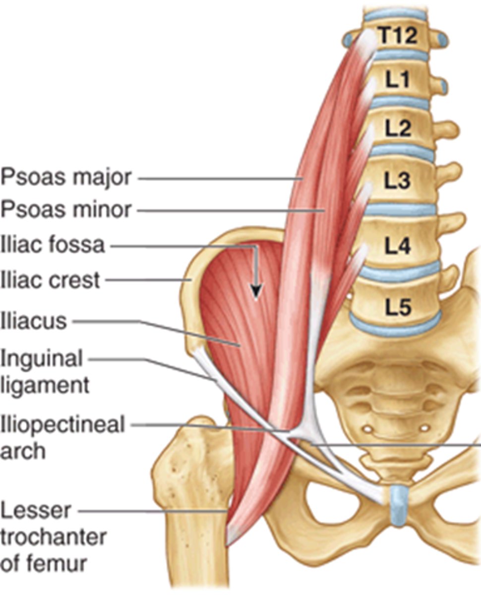 <p>iliac fossa of ilium</p>
