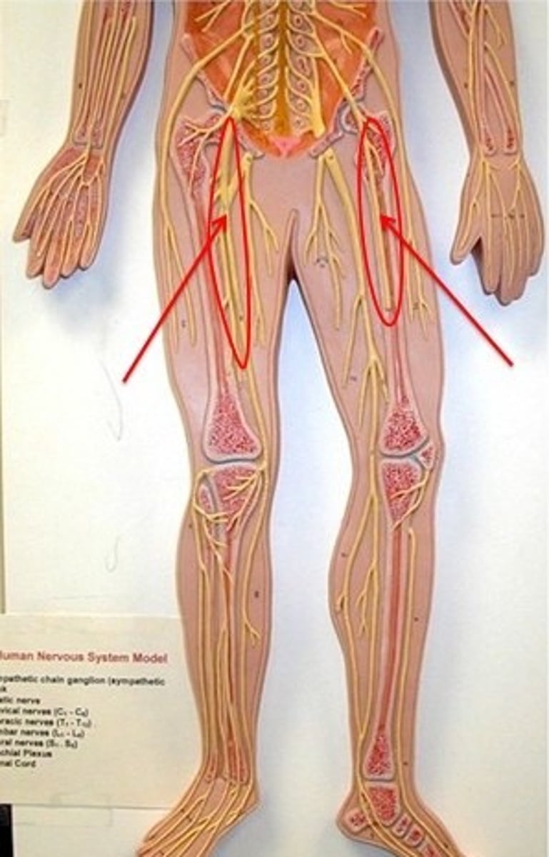 <p>Innervates anterior thigh muscles.</p>