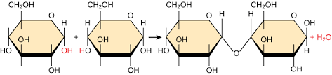 <p>How monomers are bonded together</p><p></p><p>An H+ is removed from a monomer and OH- is removed from another, this results in H<sub>2</sub>O and a covalent bond between the two monomers.</p>