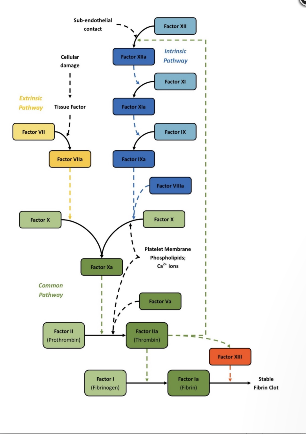knowt flashcard image