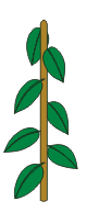one leaf occurs at each node.