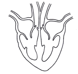 <p>Show the direction of blood flow through the heart on the diagram below</p>