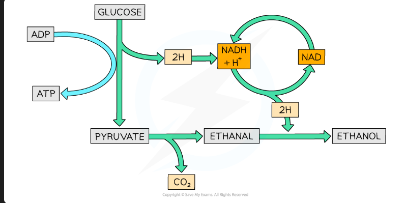 <ul><li><p><strong>Ethanol</strong> and <strong>Carbon Dioxide</strong>.</p></li></ul><p></p>