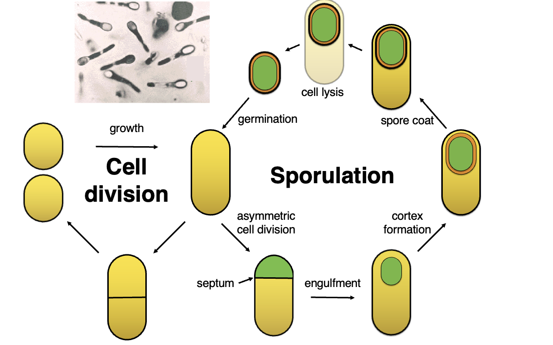 <p>What are the key stages in <strong>bacterial</strong> <strong>sporulation</strong> and how does it differ from regular cell division?</p><p></p>