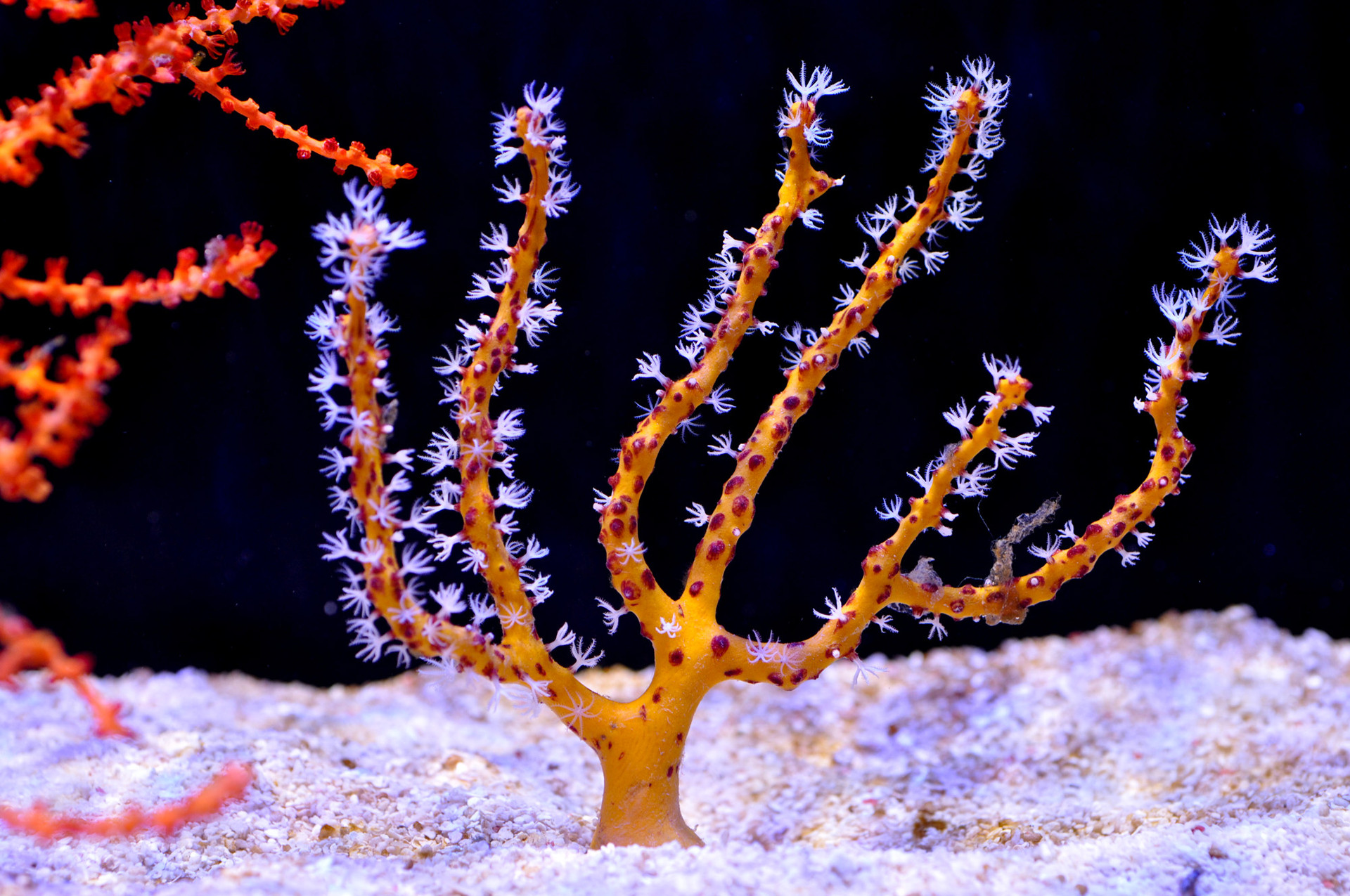 <p>Cnidaria: Gorgonian</p><p>(Looks like strawberry/orange coral)</p>