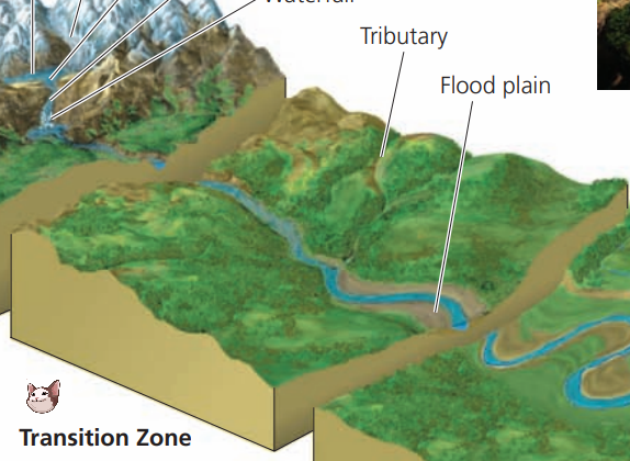 <p>Between source and flood zones (river is wider, warmer, and slower)</p>