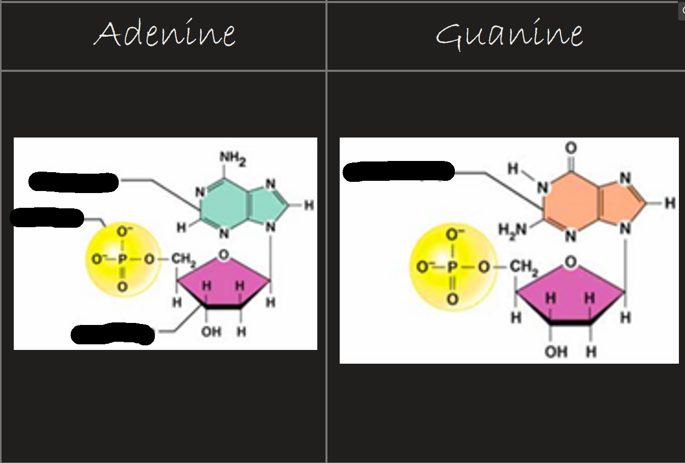 <p>Label the purine Diagram</p>