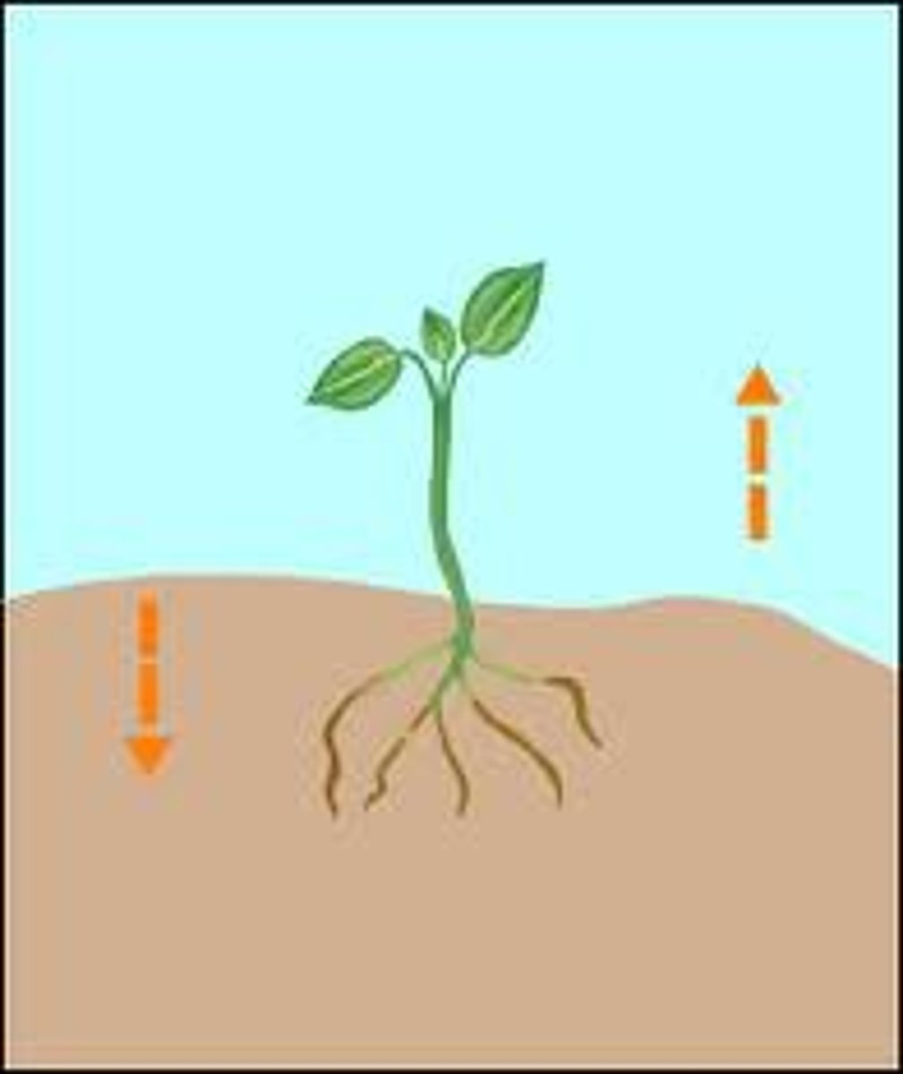 <p>A plant's growth response to gravity</p>