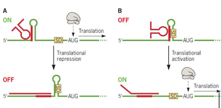 <ul><li><p>6S RNA made in stationary phase binds to sigma-17 RNAP and prevents genes from being transcribed</p></li><li><p>Some bind DNA directly</p></li><li><p>Some bind to mRNAs and stop transcription/stability</p></li><li><p>Some bind to mRNAs and alter translation</p></li></ul><p></p>