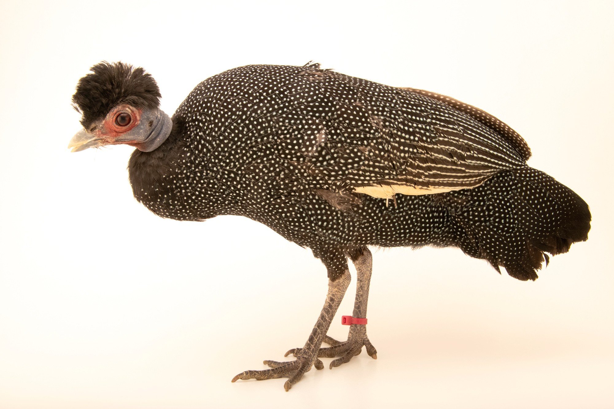 <p>Crested Guineafowl</p>