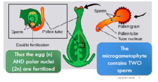 <p>Double Fertilization</p>