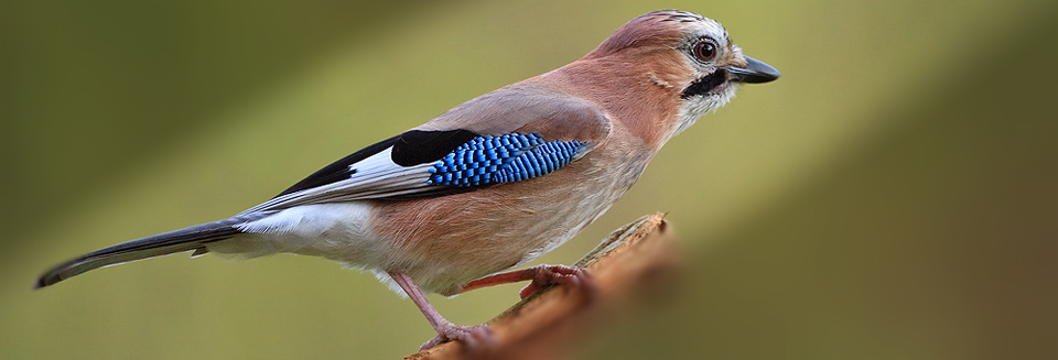 <ul><li><p>blauw zwart gestreepte vleugel</p></li><li><p>zwarte teugel</p></li><li><p>witte stuitvlek</p></li></ul><p></p>